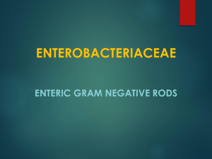 ENTEROBACTERIACEAE ENTERIC GRAM NEGATIVE RODS