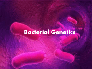 Bacterial Genetics