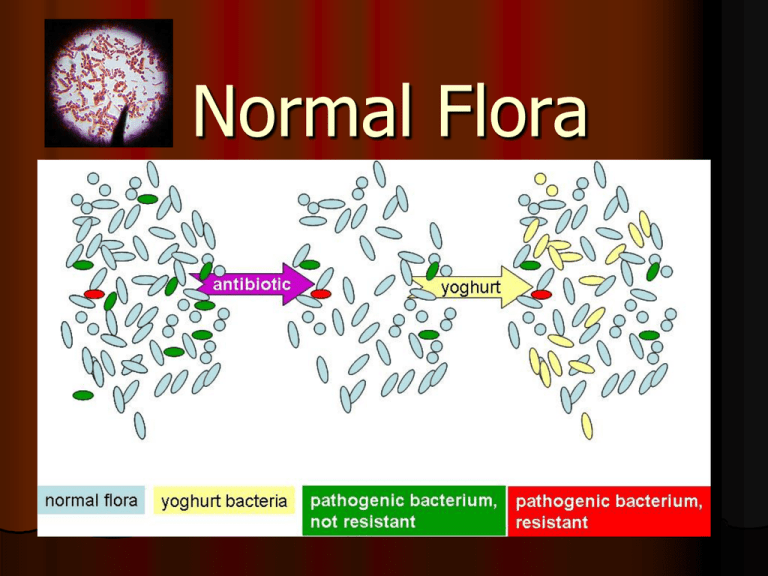 Normal Flora