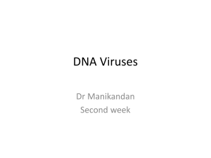 2. DNA viruses