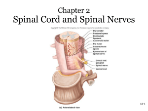 chapter 2 Spinal cord