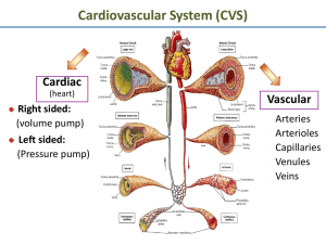 Cardiovascular System (CVS) Cardiac Vascular Arteries