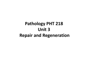 Pathology PHT 218 Unit 3 Repair and Regeneration