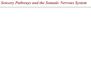 Sensory Pathways and the Somatic Nervous System