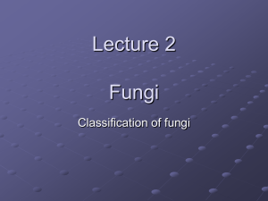 Lecture 2 Fungi Classification of fungi