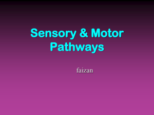 Sensory &amp; Motor Pathways faizan