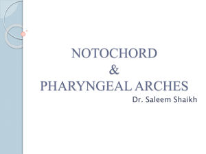 NOTOCHORD &amp; PHARYNGEAL ARCHES Dr. Saleem Shaikh
