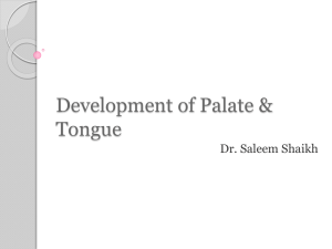 Devlp tongue and palate