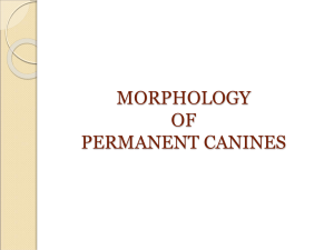 MORPHOLOGY OF PERMANENT CANINES