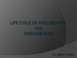 Amelogenesis