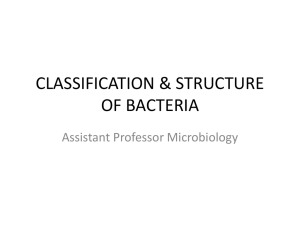 Classification and Structure of Bacteria