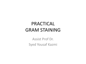 Practical- Gram stain