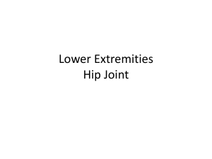 Lower Extremities Hip Joint