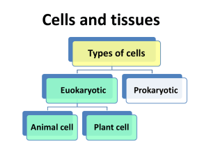 Cells and tissues Types of cells Euokaryotic Prokaryotic