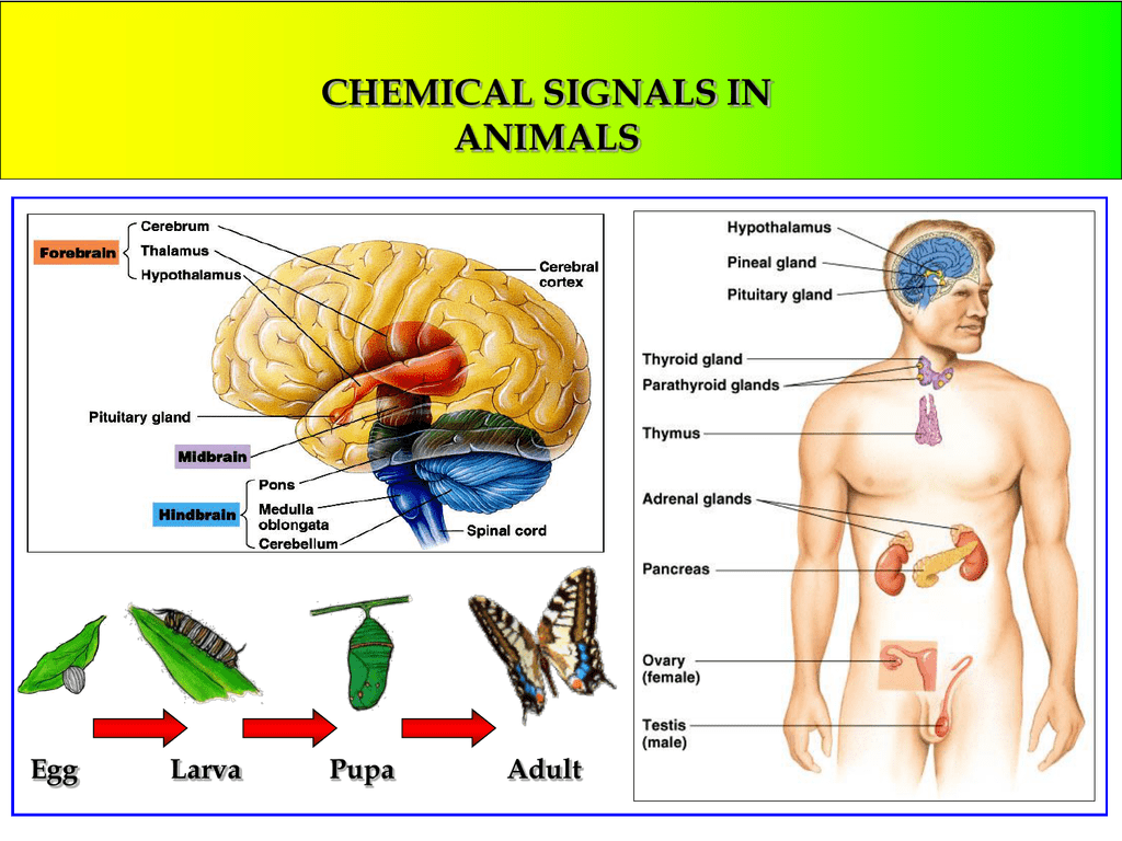 CHEMICAL SIGNALS IN ANIMALS Egg Larva