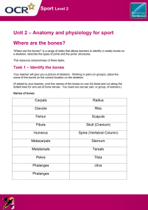 Unit 02 - Anatomy and physiology for sport - Lesson element (DOC, 7MB)