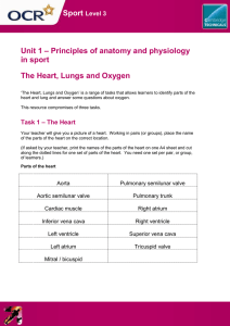 Unit 01 - Principles of anatomy and physiology in sport - The heart, lungs and oxygen - Lesson element (DOC, 310KB)
