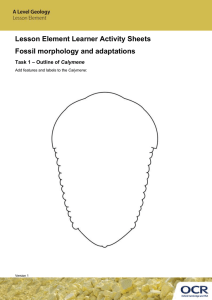 Lesson Element Learner Activity Sheets Fossil morphology and adaptations Calymene Task 1