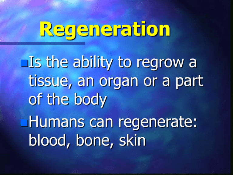 1 3 Regeneration ppt