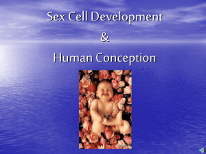 31.-3.3 Sex Cell Development, Birth review .ppt