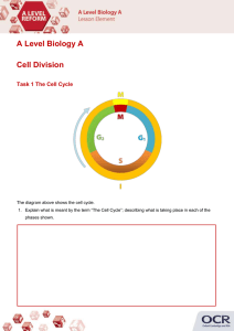 Cell division activity