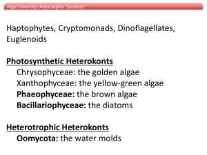 Haptophytes, Cryptomonads, Dinoflagellates, Euglenoids Chrysophyceae: the golden algae Xanthophyceae: the yellow-green algae