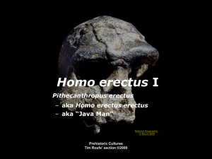 Homo erectus Pithecanthropus erectus Homo erectus erectus aka “Java Man”