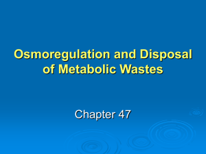 Osmoregulation and Disposal of Metabolic Wastes Chapter 47