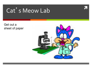 Cat_s Meow Lab