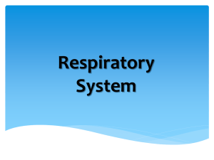 12_S070801F_Respiratory System