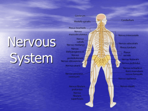 12_S070801O_Nervous System