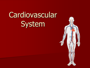 12_S070801C_Circulatory System