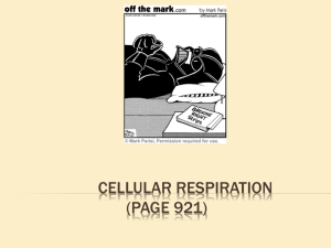 Cellular_Respiration_ppt[1]