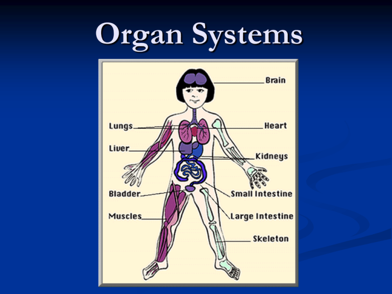 What Are The 11 Different Organ Systems And Their Function