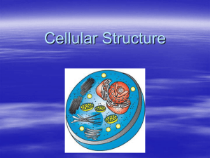 Cellular Structure