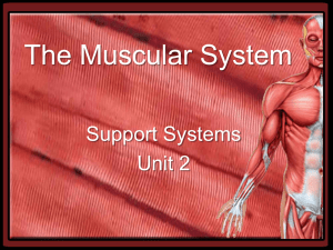 The Muscular System Support Systems Unit 2