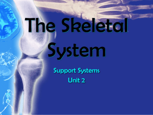 The Skeletal System Support Systems Unit 2