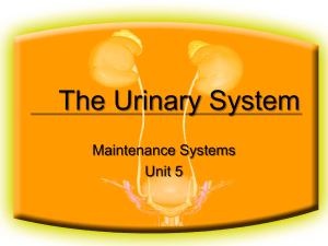 The Urinary System Maintenance Systems Unit 5
