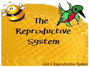 The REPRODUCTIVE System Unit 6 Reproductive System