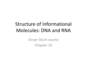 Structure of Informational Molecules: DNA and RNA Stryer Short course Chapter 33