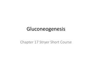 Gluconeogenesis Chapter 17 Stryer Short Course
