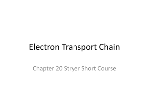 Electron Transport Chain Chapter 20 Stryer Short Course