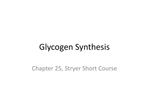 Glycogen Synthesis Chapter 25, Stryer Short Course