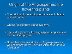 Tree of Life 6 Seed Plants: the Angiosperms