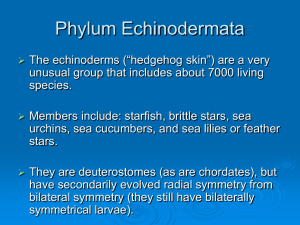 Topic 13 Echinoderms