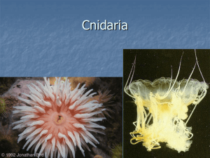 Topic 4 Cnidaria