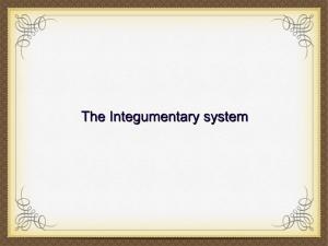 The Integumentary system.ppt