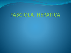 FASCIOLA hepatica Lab.pptx