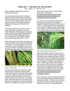 Pennsylvania Christmas Tree Scouting Report 10: May 26, 2011