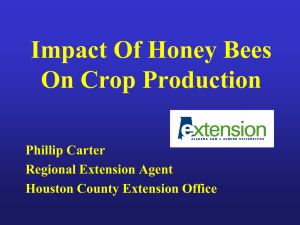 Impact of Honey Bees on Crop Production